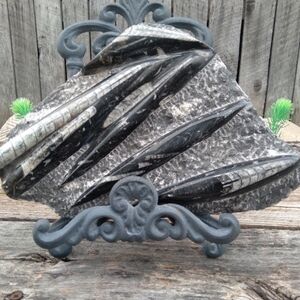 Fossilized Orthoceras Fossil Plaque From Morocco